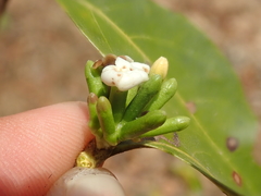 Cordiera obtusa