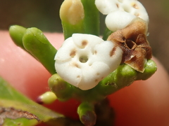 Cordiera obtusa