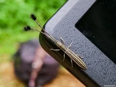 Eucomatocera vittata