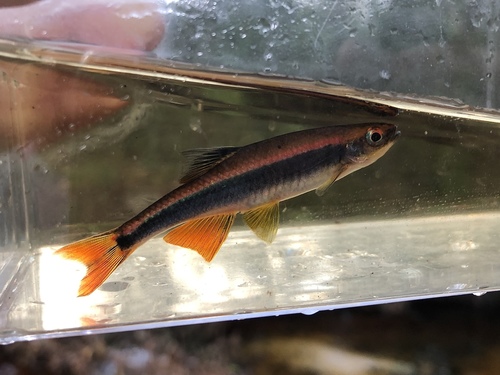 Metaal-glansvis (Pteronotropis metallicus) — Cyprinidae