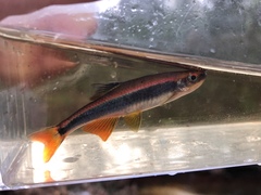 Pteronotropis metallicus