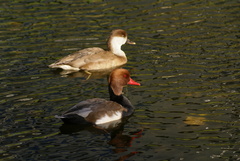 Netta rufina