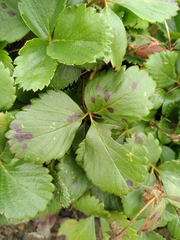 Diplocarpon fragariae