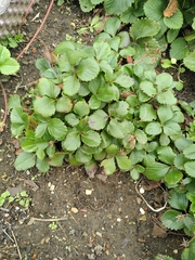 Diplocarpon fragariae