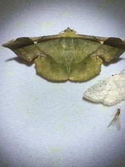 Fascellina papuensis