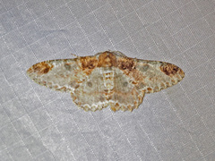 Amraica solivagaria