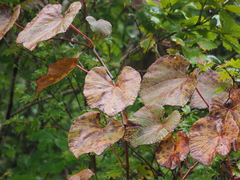Vitis coignetiae