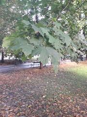 Acer platanoides