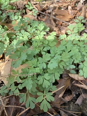 Capnoides sempervirens