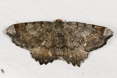 Macaria distribuaria