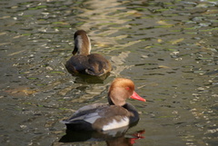 Netta rufina