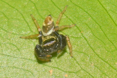Thiania bhamoensis