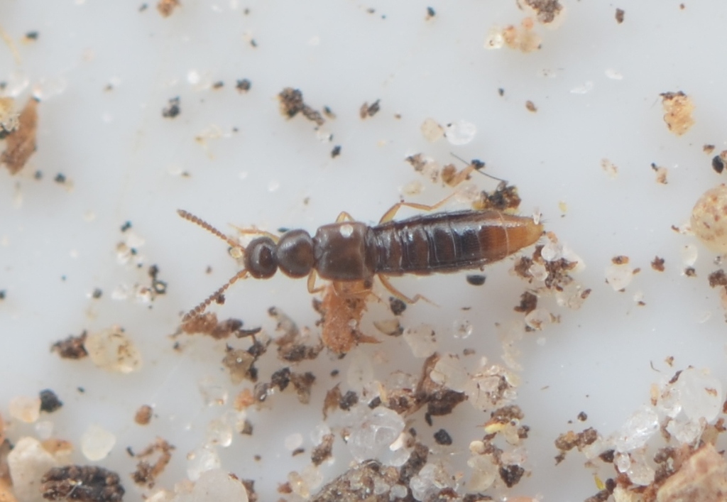 Amidobia