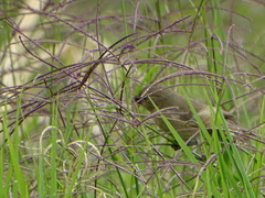 Sporophila nigricollis