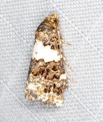 Epopsima fasciolata