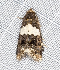 Epopsima fasciolata