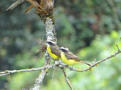 Myiozetetes cayanensis