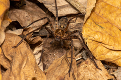 Heteropoda simplex