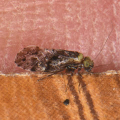 Trichadenotecnum majus