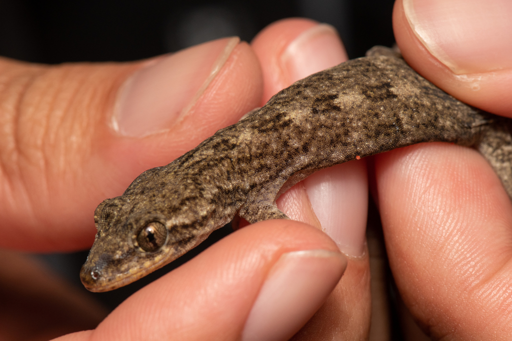 Guishan Island Gecko