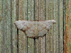 Idaea craspedota
