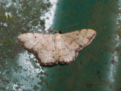 Idaea craspedota