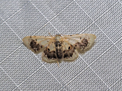 Idaea macrospila