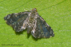 Drosophantis caeruleata