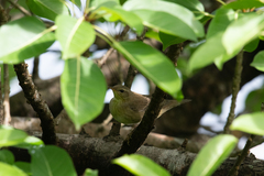 Helopsaltes ochotensis