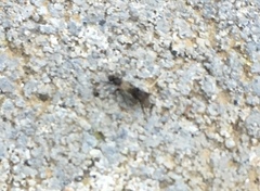 Phoridae