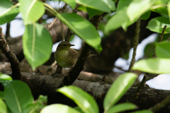 Helopsaltes ochotensis