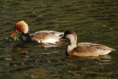Netta rufina