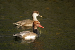 Netta rufina