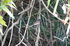 Terpsiphone atrocaudata