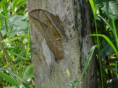 Eryphanis lycomedon