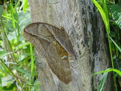 Eryphanis lycomedon