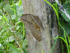 Eryphanis lycomedon