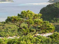 Pinus luchuensis