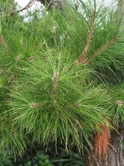 Pinus luchuensis