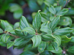 Cinnamomum doederleinii