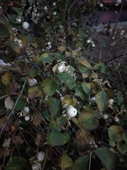 Symphoricarpos