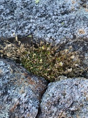 Mononeuria groenlandica