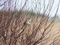 Melospiza melodia image
