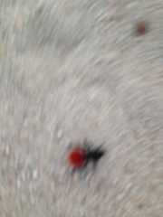 Dasymutilla magnifica