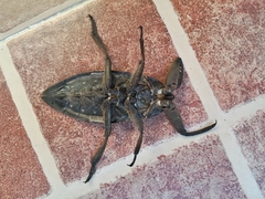 Lethocerus collosicus