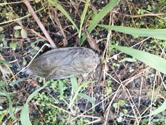 Lethocerus collosicus