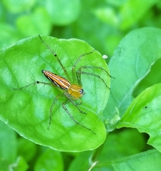 Oxyopes birmanicus