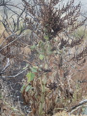 Cyclachaena xanthiifolia