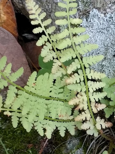 Image of Woodsia phillipsii by (c) Ken-ichi Ueda, some rights reserved (CC BY)