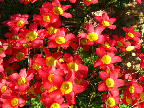 Oxalis fergusoniae (Oxalis fergusoniae)